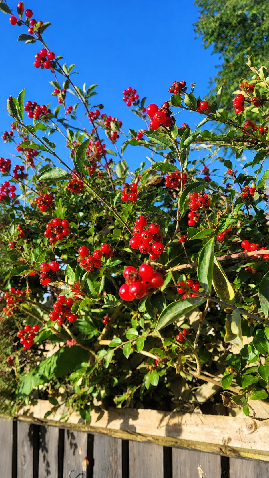 Wild Wednesday: Why Are There So Many Berries?