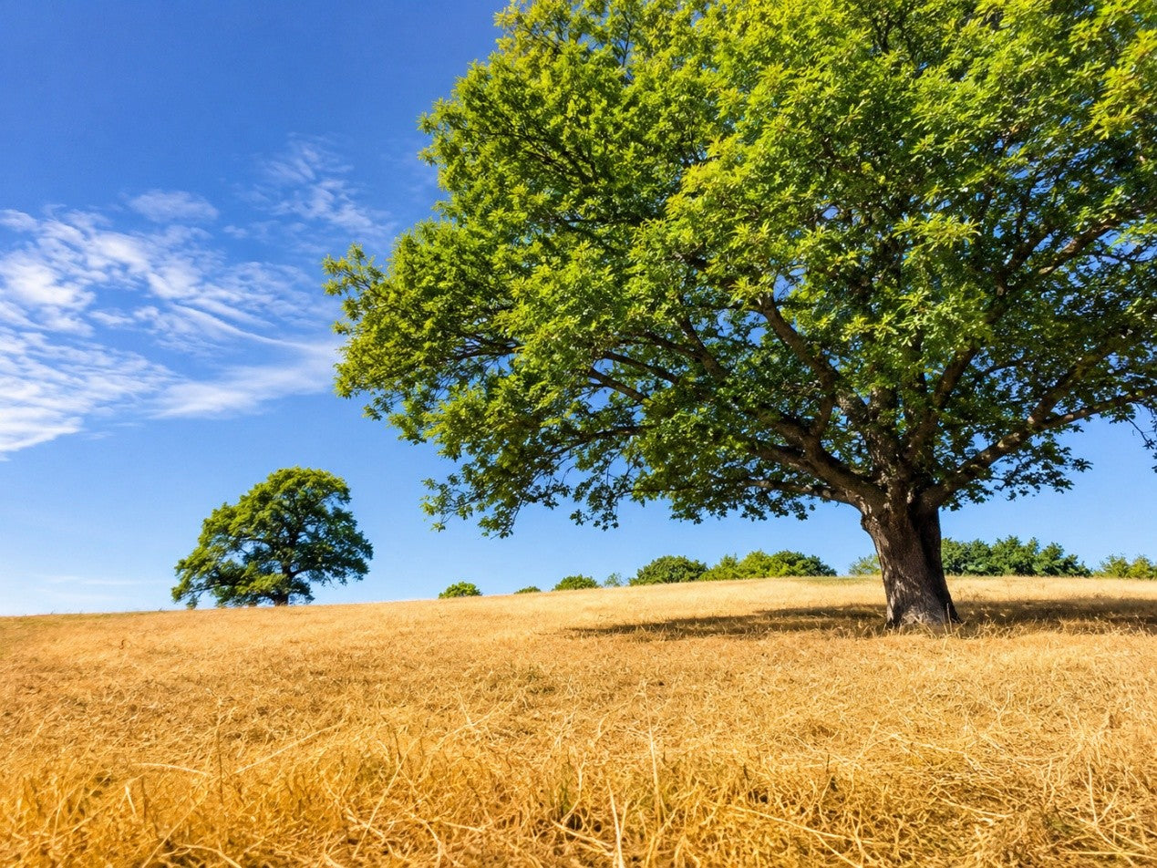 Wild Wednesday: What Colours Does Summer Wear When It Is Thirsty?