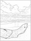 Beach Sunset with Driftwood Log Detailed Colouring Page