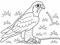 Bird of Prey 1 Easy Colouring Page