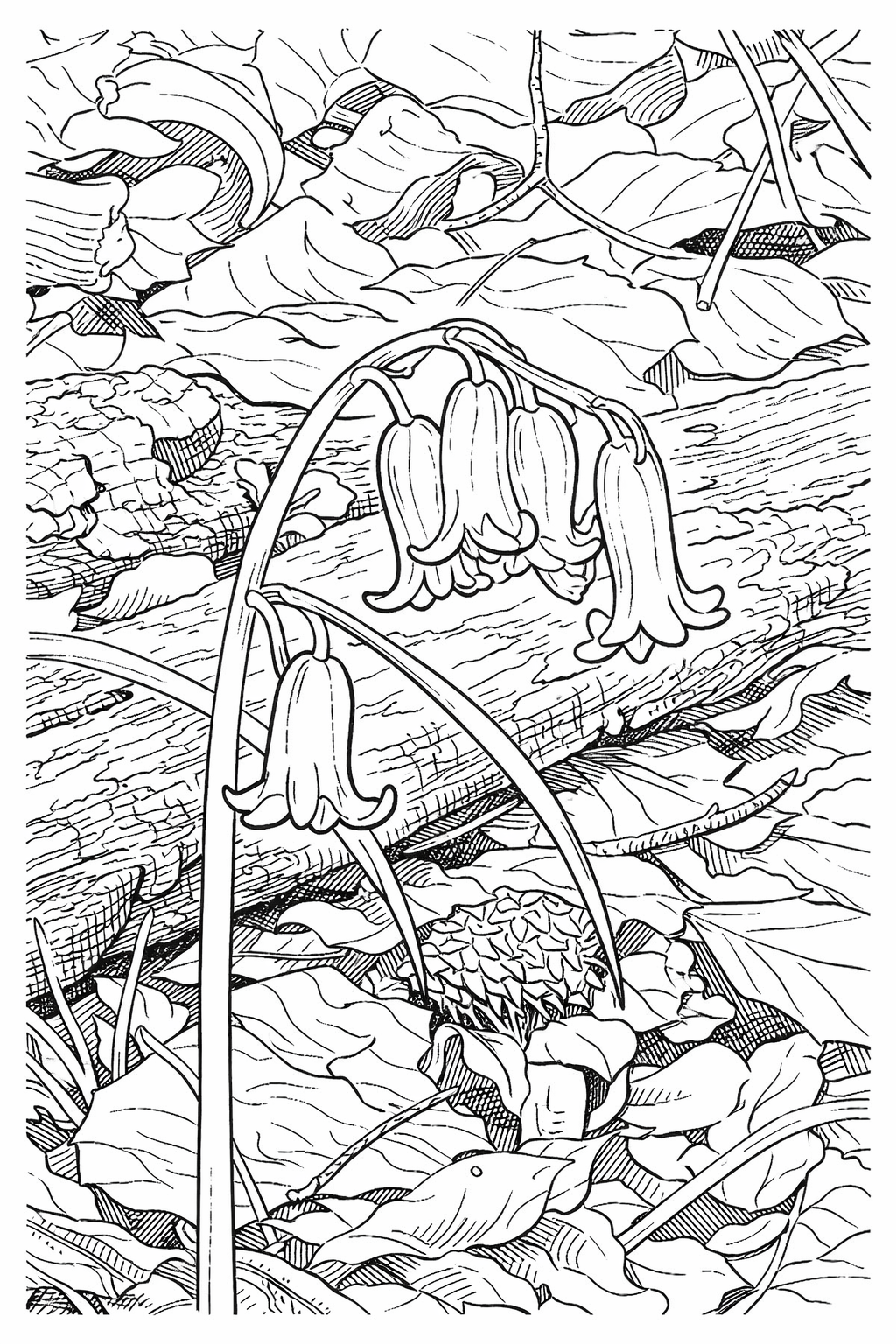 Bluebells Detailed Colouring Page
