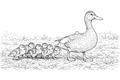 Duck & Ducklings Detailed Colouring Page