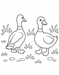 Ducks by the Grassy Path Easy Colouring Page