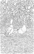 Ducks by the Grassy Path