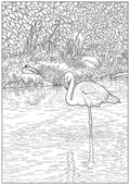 Flamingo Detailed Colouring Page