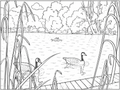 Geese amongst Reeds Detailed Colouring Page