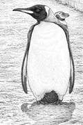 Penguin Detailed Colouring Page