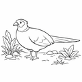 Pheasant in the Wild Easy Colouring Page