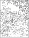 Pheasant in the Wild Detailed Colouring Page