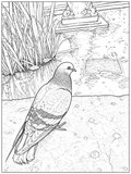 Pigeon by the Pond Detailed Colouring Page