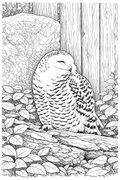 Snowy Owl Detailed Colouring Page