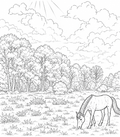 Wild Pony